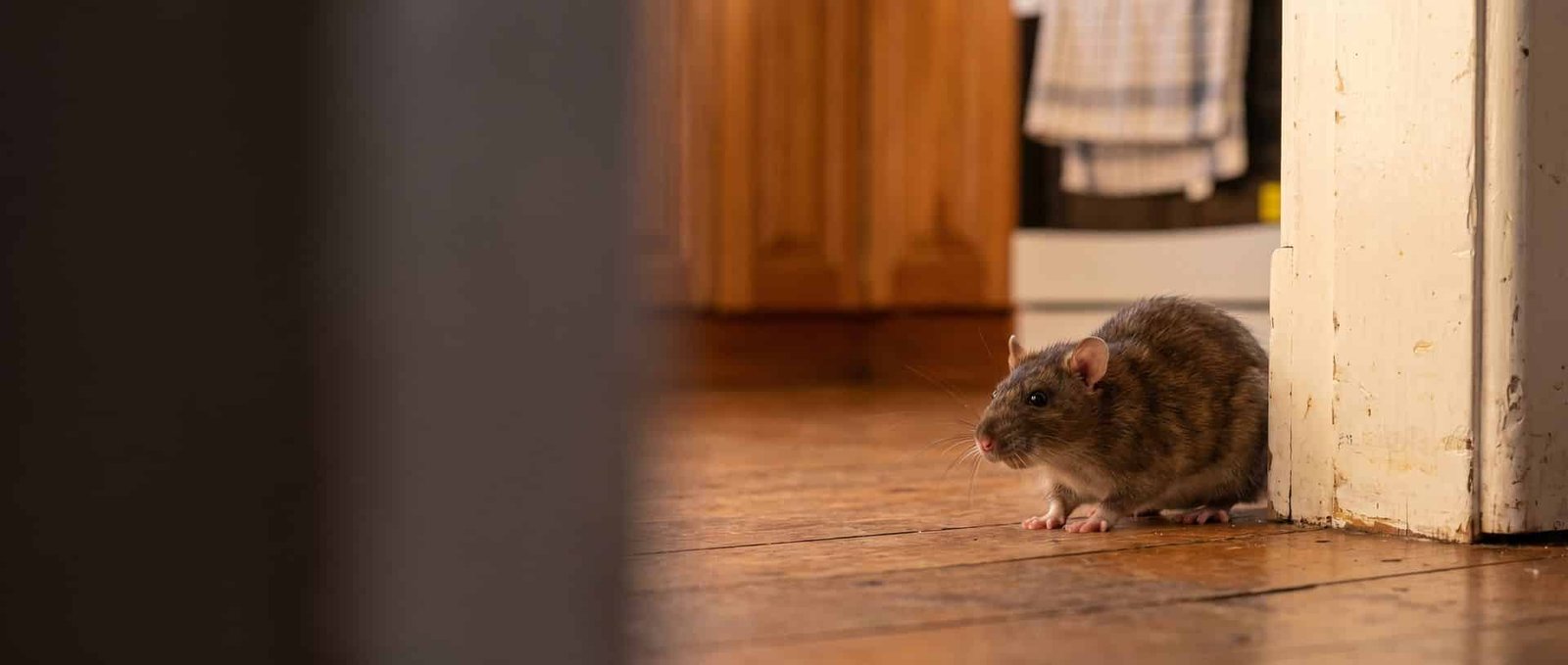 Rat inside a Melbourne roof void before professional rodent treatment